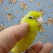 手乗りマメルリハ　イエローパステルミスティー　ヒナ餌卒業