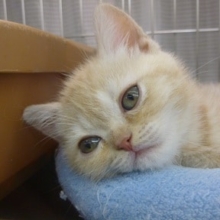 エキゾチックショートヘア　クリームタビー