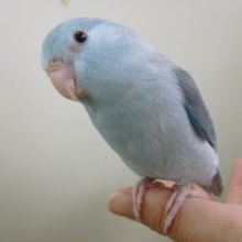 手乗りマメルリハ　ブルーの女の子　ヒナ餌卒業済