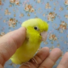 マメルリハ・イエローパステルミスティ