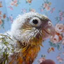 ウロコインコの仲間｜ウロコインコ・パイナップル