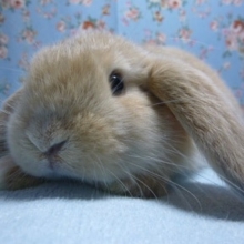 ロップイヤーラビット　オレンジの男の子