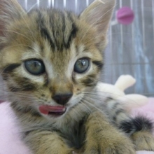 MIX猫　トイガー×ベンガル