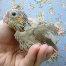 オカメインコ・シナモン