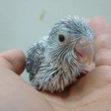 手乗りマメルリハ　ブルー　女の子