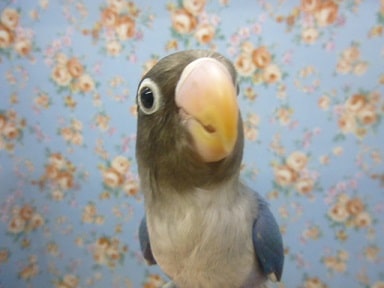 ボタンインコ