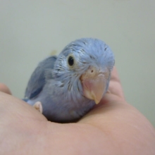 手乗りマメルリハ　コバルト　女の子♪