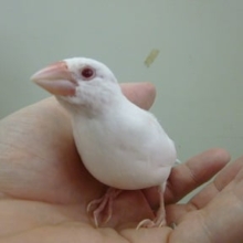 手乗りアルビノ文鳥　