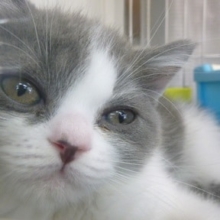 エキゾチックショートヘア　ブルー＆ホワイト