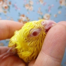 手乗りマメルリハ　ルチノーのヒナ　女の子