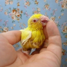 手乗りマメルリハ　ルチノーのヒナ　男の子