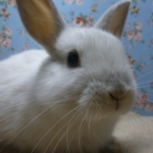 ミニウサギ　フロスティの男の子
