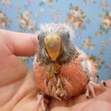 手乗りローズアキクサインコ　ヒナ