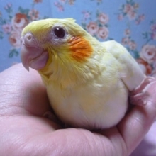 手乗りオカメインコ　ヒナ　ルチノー！
