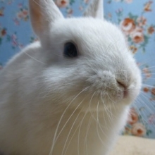 ミニウサギの男の子　フロスティ