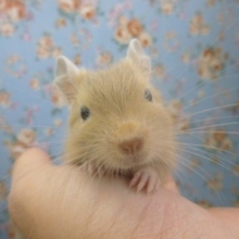 サンドデグーの男の子