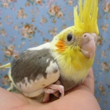 手乗りオカメインコ　パイド　ヒナ