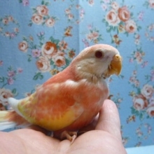 手乗りアキクサインコ　ルビノーのヒナ