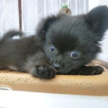 ミックス犬　ポメラニアン×Ｍダックスの男の子