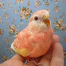 手乗りアキクサインコ　ルビノー