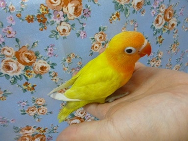 ボタンインコ