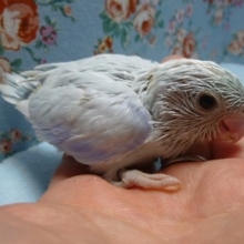 手乗りマメルリハ　アメリカンホワイトパイド男の子のヒナ