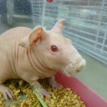 スキニーギニアピッグ　女の子