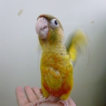 手乗りウロコインコ　パイナップル!