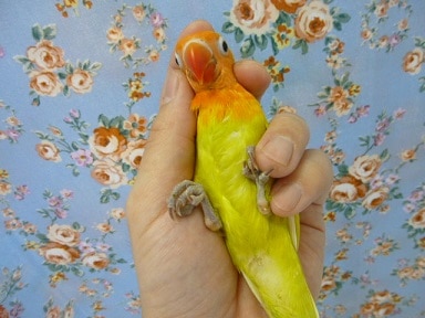 ボタンインコ