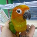 コガネメキシコインコ　カゴデビュー