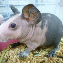 スキニーギニアピッグ　男の子