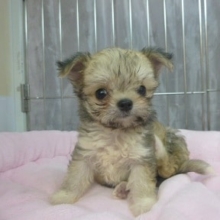 ミックス犬　ちわまるの女の子