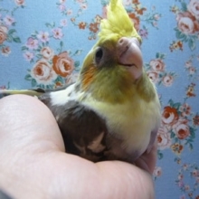 手乗りオカメインコ　パイド　ヒナ！