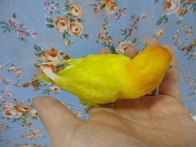 ボタンインコ