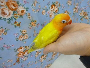 ボタンインコ