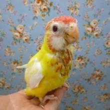 ナナクサインンコ・ルチノー