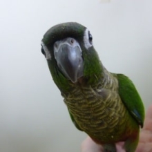 手乗りウロコインコ　ノーマル