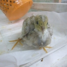 ヒメウズラ　ヒヨコ