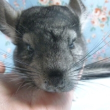 チンチラ　グレーの男の子！