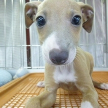 イタリアングレーハウンドの男の子