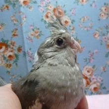 オカメインコ・ホワイトフェイス