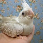 オカメインコ・ホワイトフェイスシナモンパール