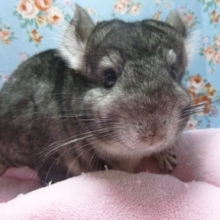 チンチラ　グレーの女の子！