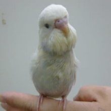 手乗りジャンボセキセイインコ　ヒナ