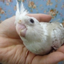 手乗りオカメインコ　ホワイトフェイスシナモンパールのヒナ