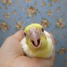 手乗りオカメインコ　ルチノーのヒナ