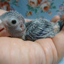 手乗りマメルリハ　コバルト男の子のヒナ