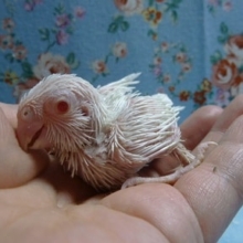 手乗りマメルリハ　アルビノのヒナ