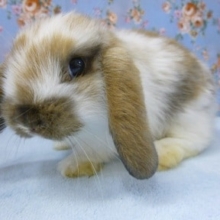 ホーランドロップイヤーラビット　ブロークンの女の子