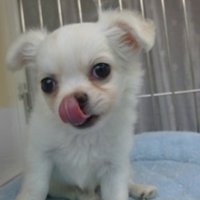 チワワ　ホワイト＆クリームの男の子